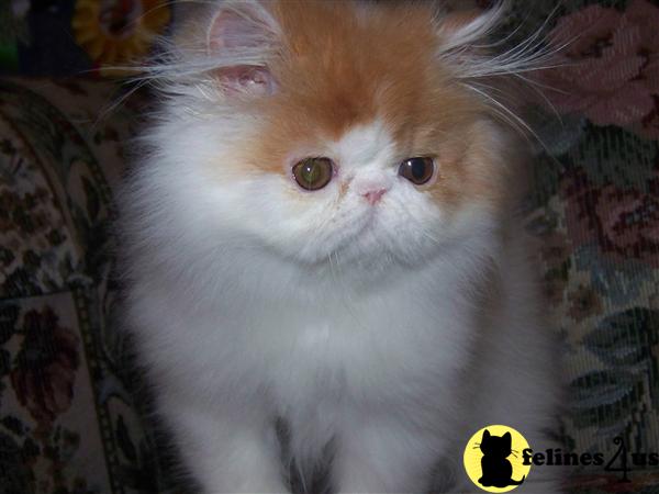Kittens for Sale
