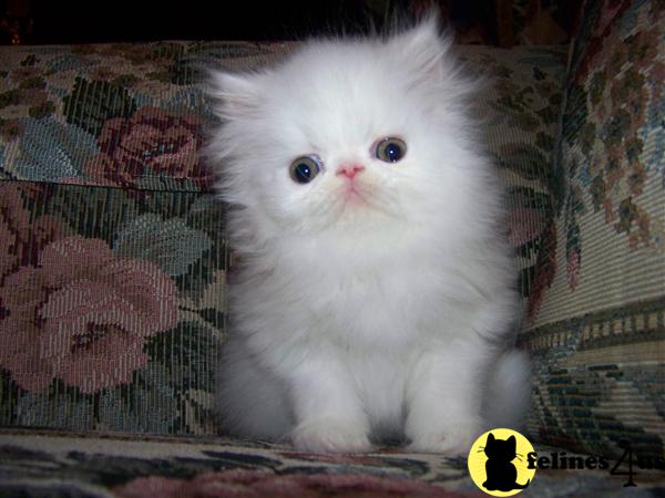 Kittens for Sale