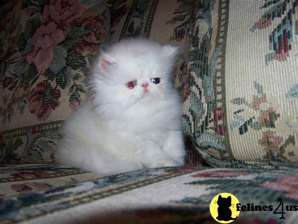 Kittens for Sale