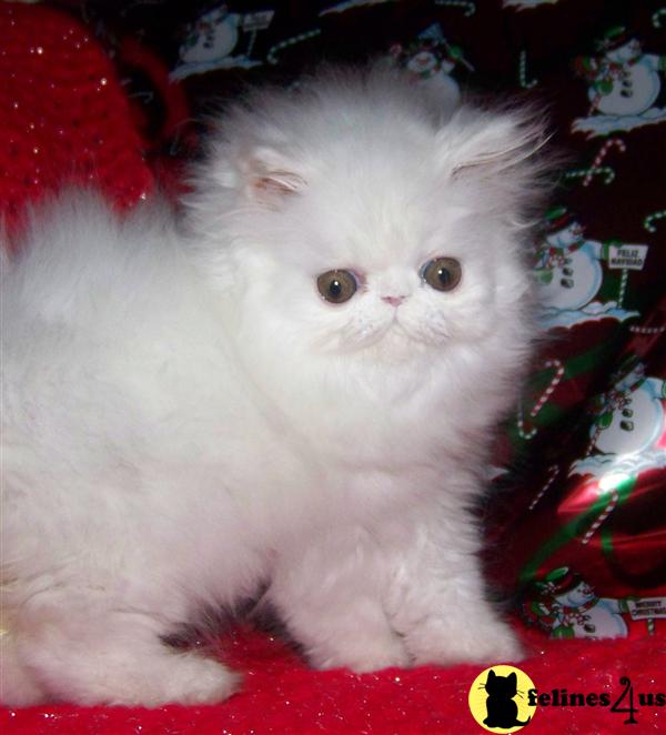 Kittens for Sale