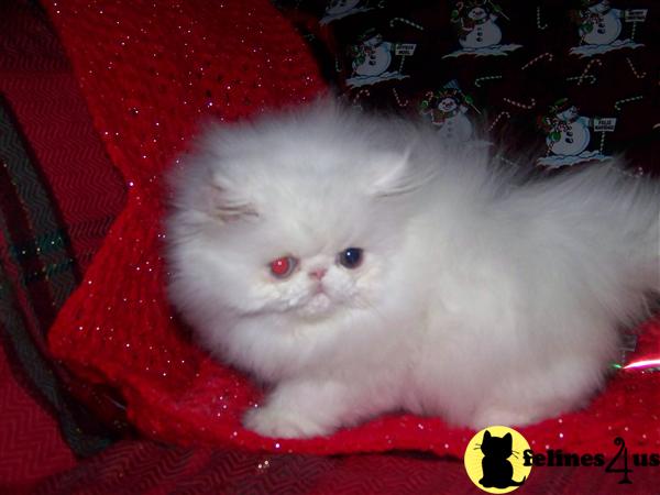 Kittens for Sale