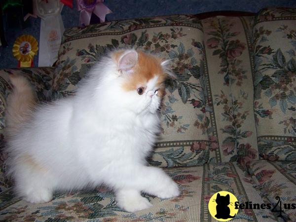 Kittens for Sale
