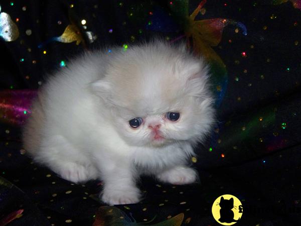 Kittens for Sale
