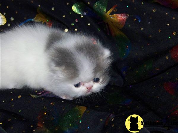 Kittens for Sale