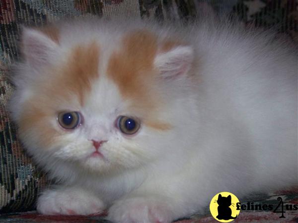 Kittens for Sale