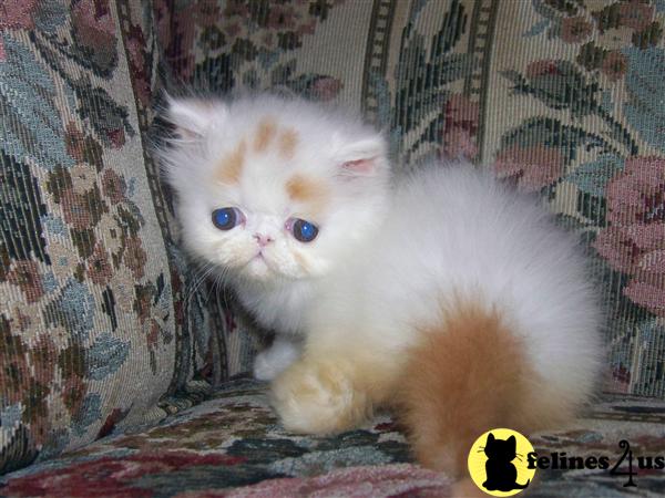 Kittens for Sale