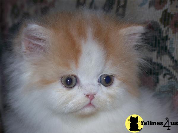 Kittens for Sale