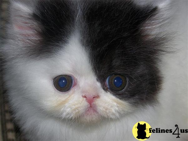 Kittens for Sale