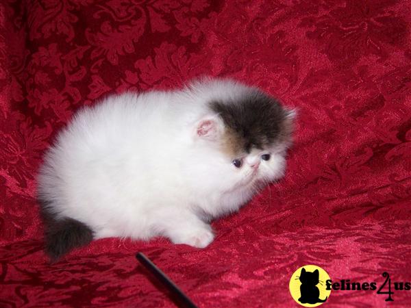 Kittens for Sale