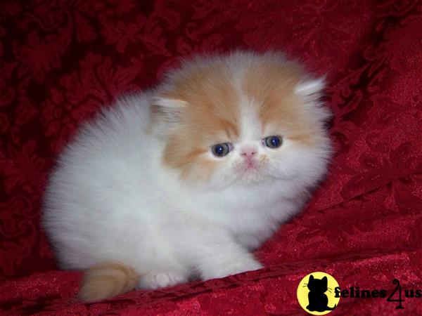 Kittens for Sale