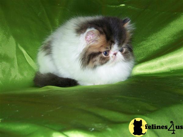 Persian Kittens