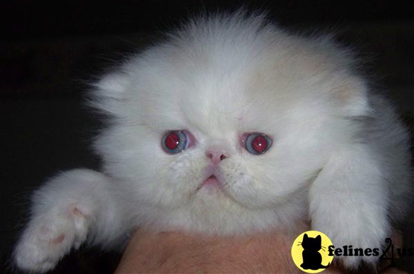 Persian Kittens