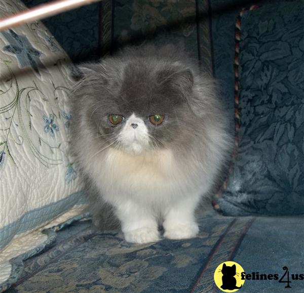 Kittens for Sale in Ohio