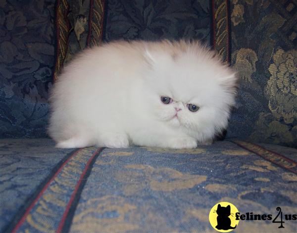 Kittens for Sale