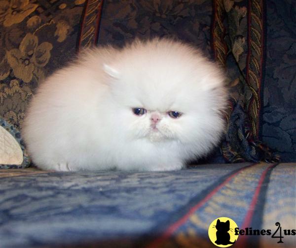 Kittens for Sale