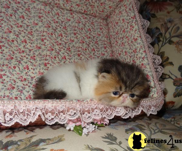 Kittens for Sale