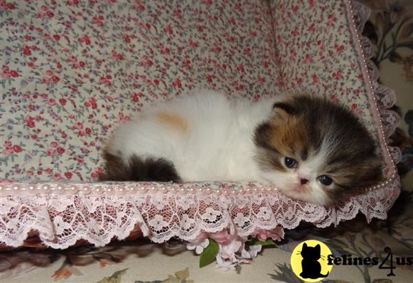 Kittens for Sale