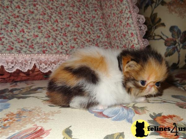Kittens for Sale