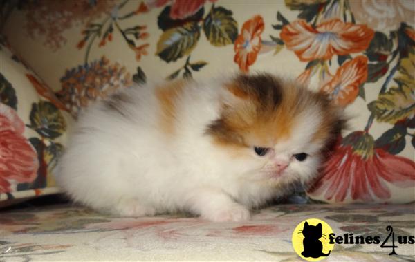 Kittens for Sale
