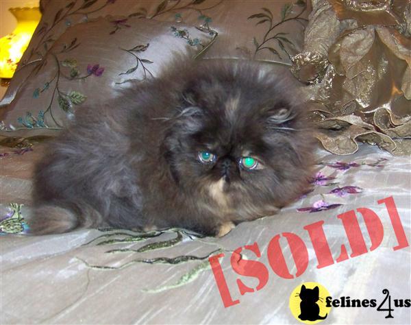 CFA Reg. Torti Persian Kitten