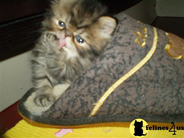 Kittens for Sale in Massachusetts