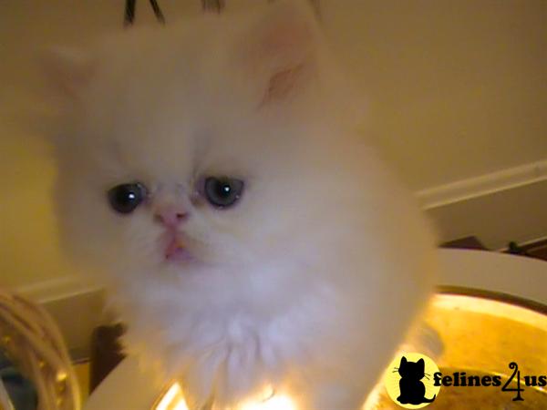 Persian Kittens