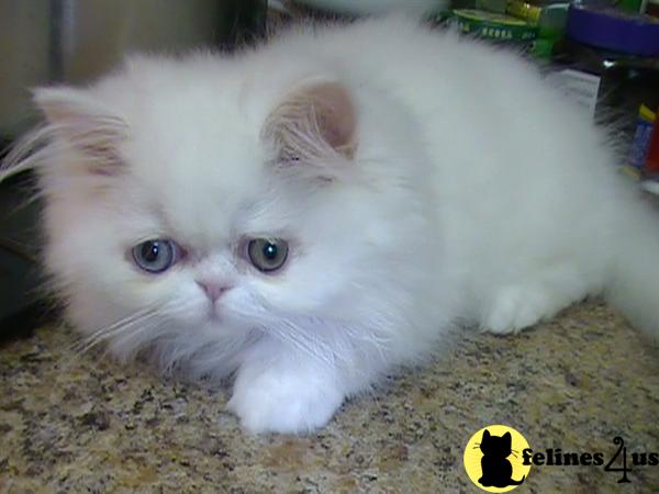 Persian Kittens