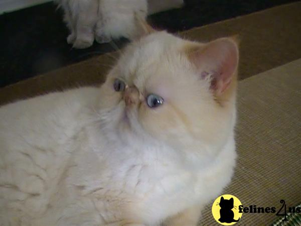 Kittens for Sale in Massachusetts