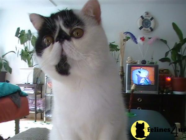 Kittens for Sale in Massachusetts