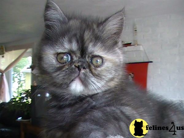 Kittens for Sale