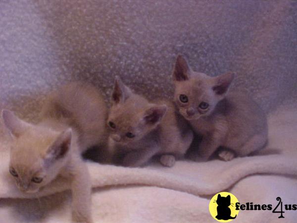 Burmese Kittens in Kansas