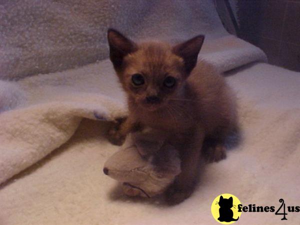 Tonkinese Kittens for sale