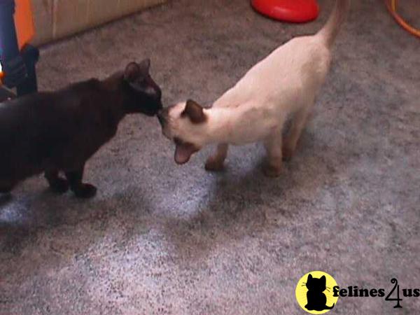 Kittens for Sale in Kansas