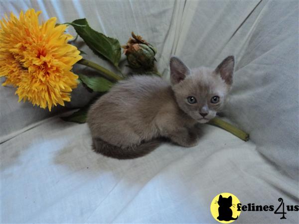 Kittens for Sale in Kansas