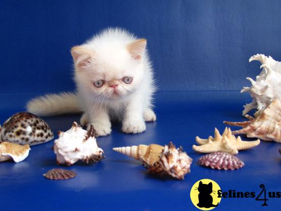 Exotic Shorthair Kittens in New York
