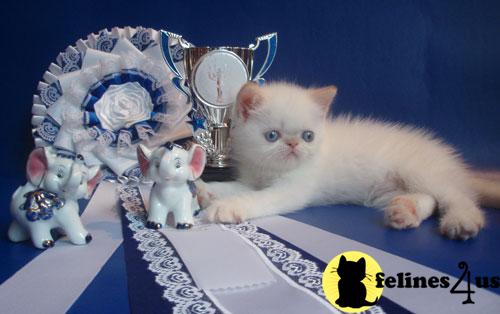 Exotic Shorthair Kittens in New York