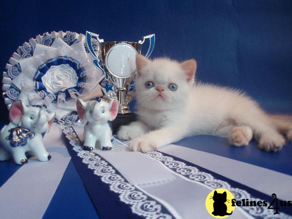 Exotic Shorthair Kittens in New York