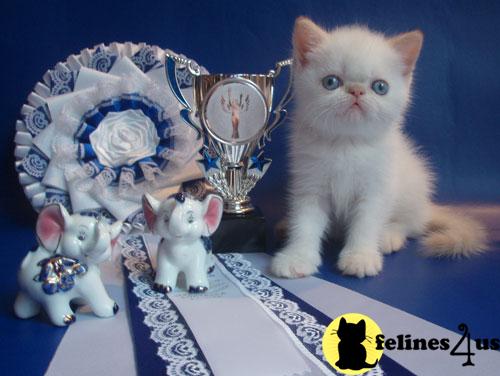 Exotic Shorthair Kittens in New York