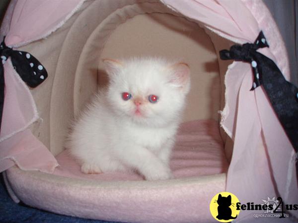 Exotic Shorthair Kittens in New York