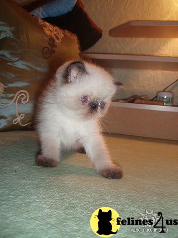 Exotic Shorthair Kittens in New York