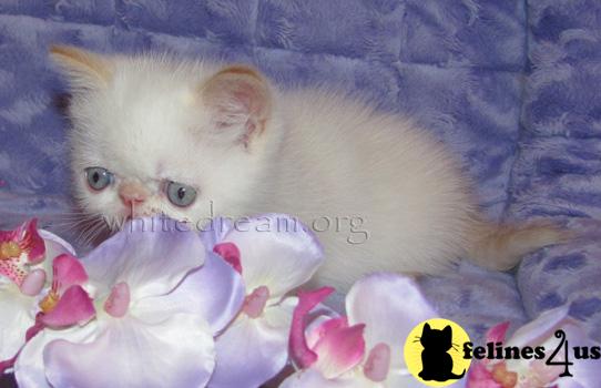 Exotic Shorthair Kittens in New York