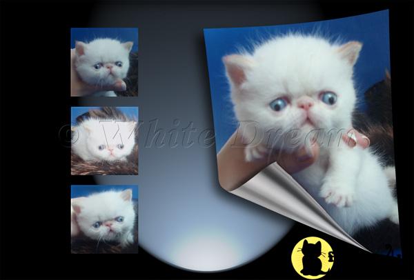 Exotic Shorthair Kittens in New York
