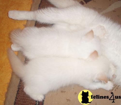 Exotic Shorthair Kittens in New York