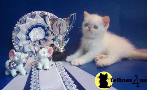 Exotic Shorthair Kittens in New York