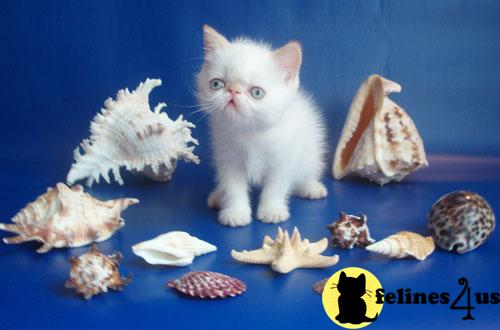 Exotic Shorthair Kittens in New York