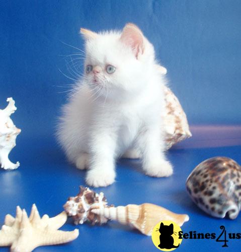 Exotic Shorthair Kittens in New York