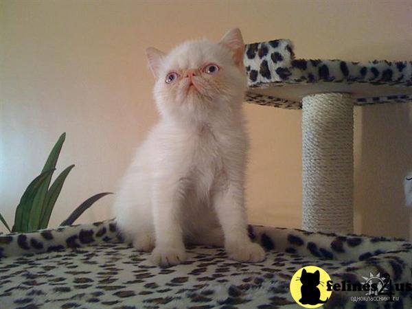 Exotic Shorthair Kittens in New York