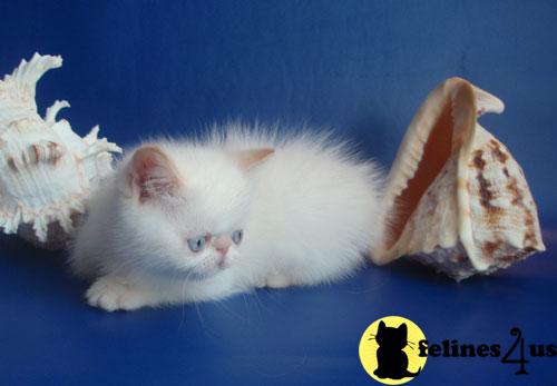 Exotic Shorthair Kittens in New York