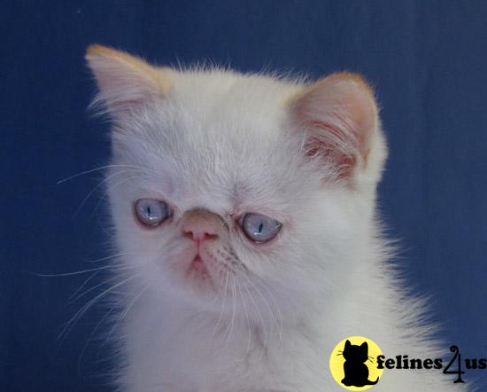 Exotic Shorthair Kittens in New York