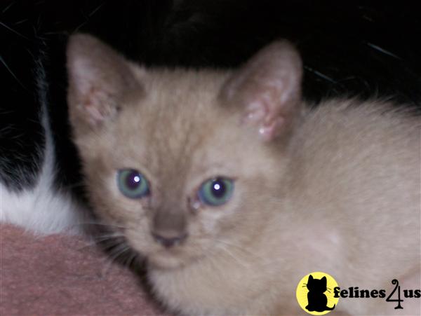 Kittens for Sale in California